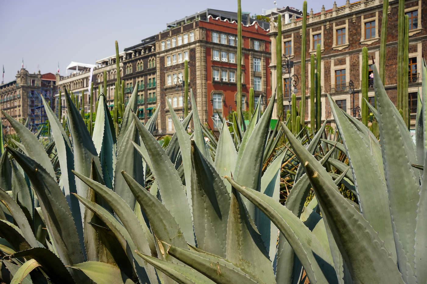 Agave plants with the backdrop of Mexico City, showcasing the vibrant green of the plants against the urban skyline, showcasing the Palate Passport™ Mexico City food and travel guide.