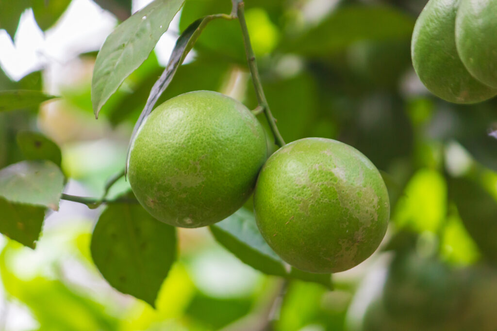 Cluster of small, round key limes with yellow-green skins growing on a tree, surrounded by lush green leaves, set against a natural outdoor background