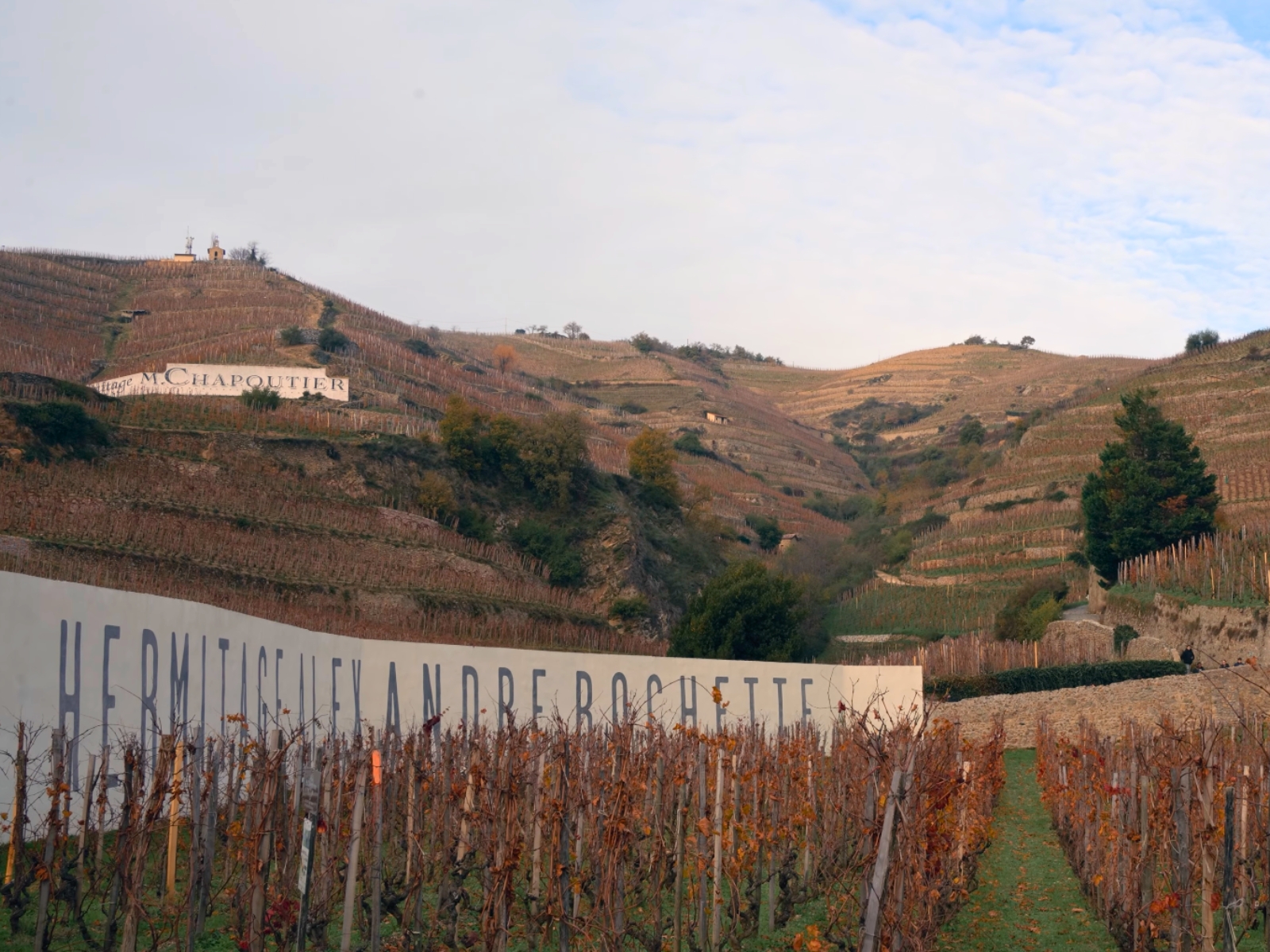 Rows of grapevines growing on the steep, sun-drenched slopes of Hermitage Hill.